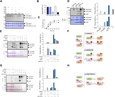 p38δ controls Mitogen- and Stress-activated Kinase-1 (MSK1) function in response to toll-like receptor activation in macrophages